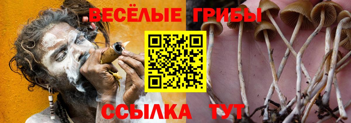 Томск  продажа наркотиков  Вход с VPN  Псилоцибиновые грибы GOLDEN TEACHER 